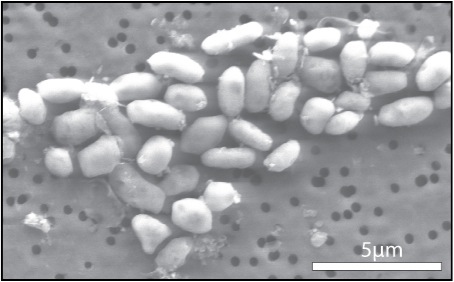 Bacteria grown with arsenic