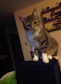 Quilla cat