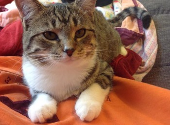 Quilla cat