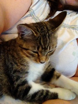Quilla cat