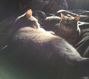 pair of sleeping sister-cats