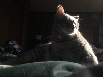 Norathar cat in a sunbeam