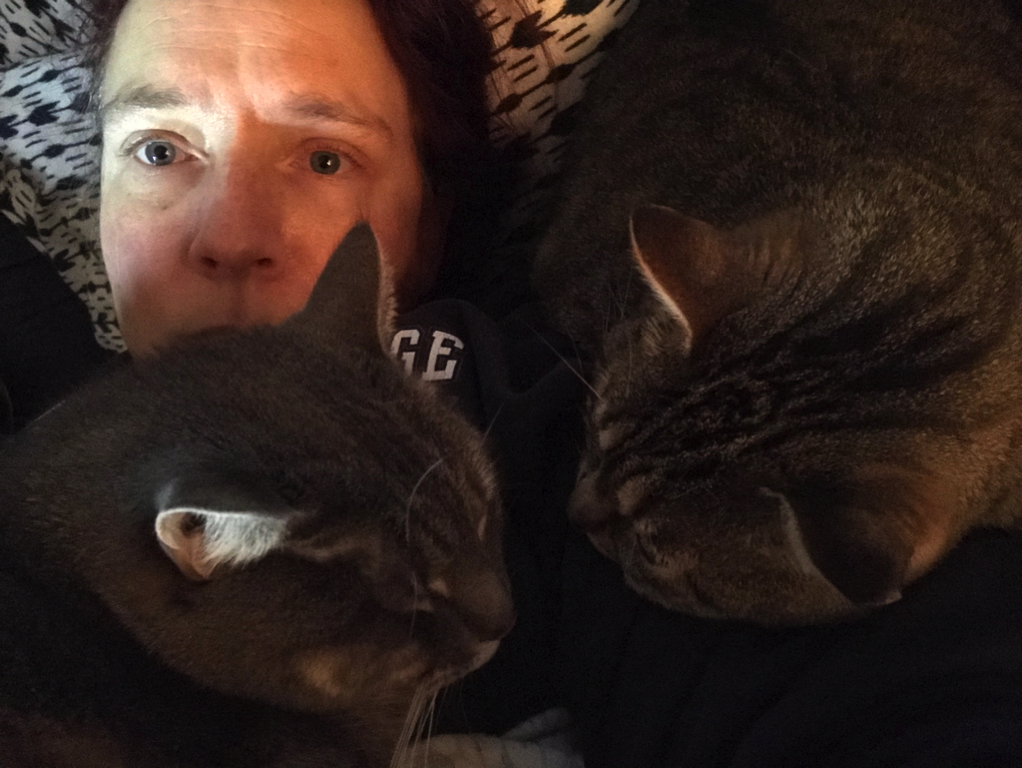 NewImage.png Covered in cats