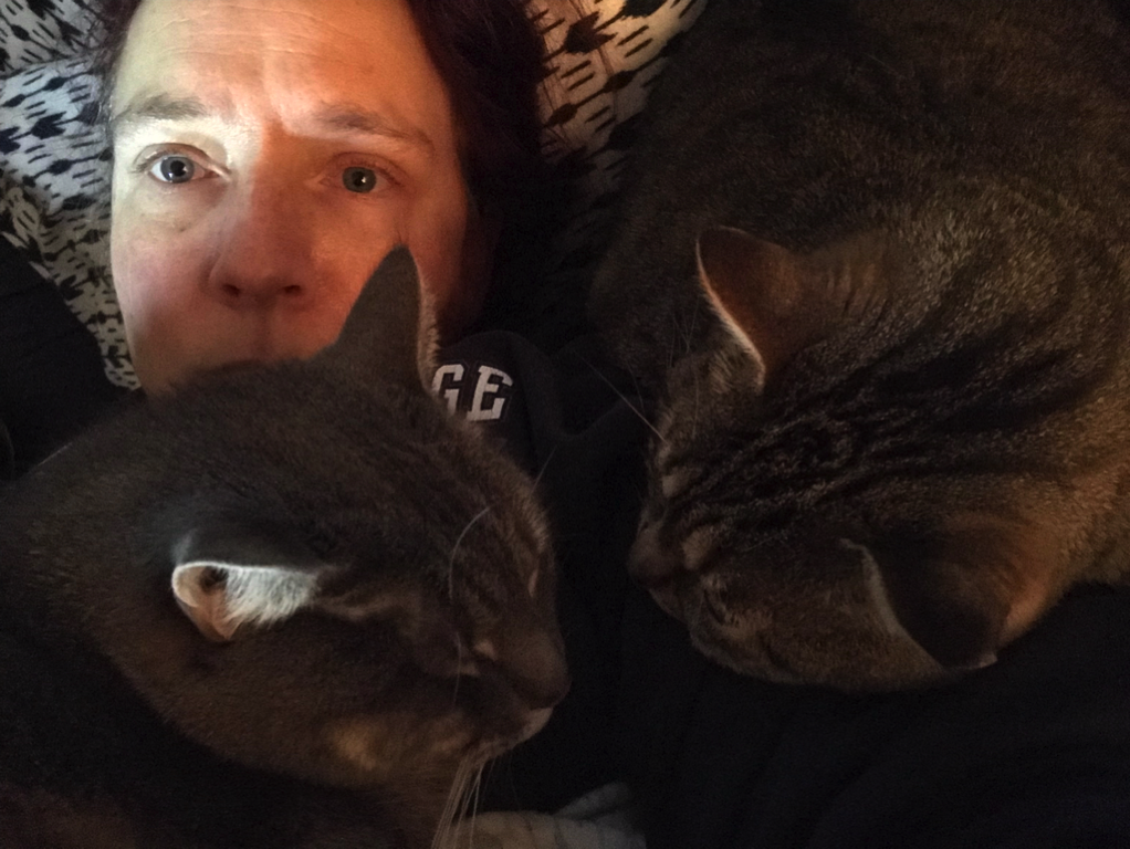 Covered in cats